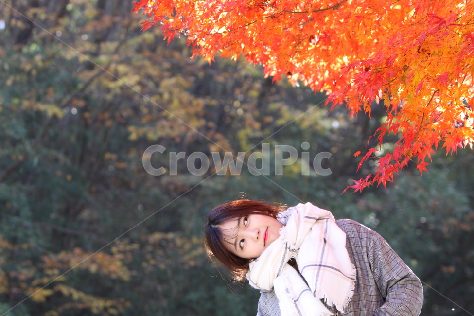 가을,단풍,사람,여자,가을풍경,가을,계절,fall,autumn,season,자연,풍경,nature,landscape,식물,plants,나무,trees,wood,사람,인물,인간,human,person,여성,여자,woman,female,lady,plant,leaf,잎,tree,maple