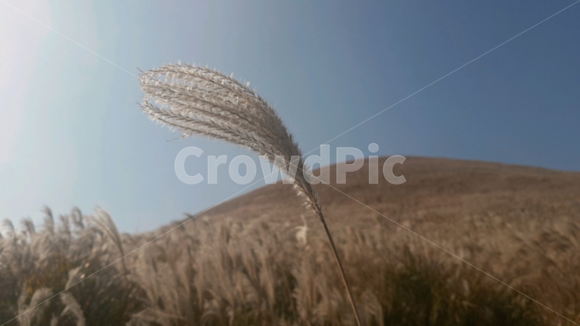 갈대,억새,오름,가을,자연,배경,식물,잔디,grass