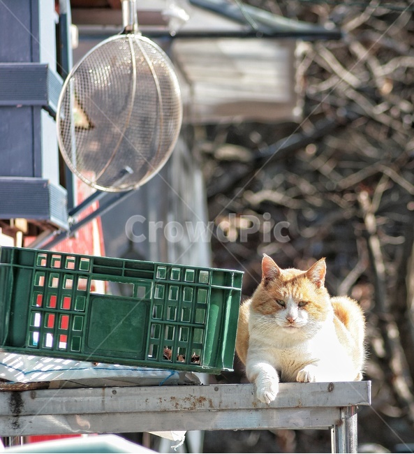 pet,cat,animal,동물,고양이,포유류,동물,animal,포유류,mammal,고양이,cat,kitten,kitty