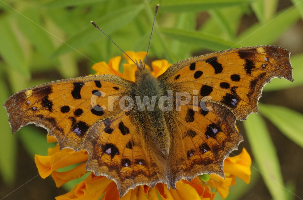 나비,네발나비,곤충,꽃,갈색나비,갈색,브라운,beauty,macro,closeup,butterfly,insect,감성,자연,계절,접사,매크로,클로즈업,확대,가을곤충,여름곤충,여름,가을,동물,animal,곤충,벌레,insect,bug