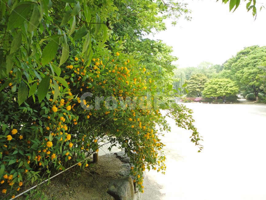 창경궁,전통정원,풍경,식물,plant,초록색,자연