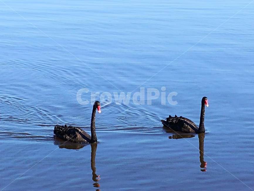 블랙스완,호주,검은백조,blackswan,백조,검은백조,swan