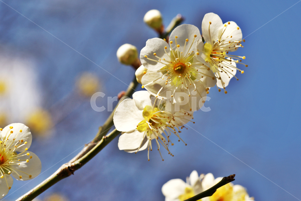 매화,꽃,매실나무,봄,계절,식물,사군자,장미과,봄,계절,spring,season,식물,자연,plants,nature,꽃,flower,plant