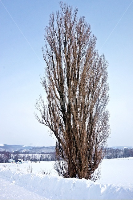 눈보라,폭설,눈밭,겨울,나무,winter,눈,snow,plant,tree,크리스마스트리,겨울,계절,winter,season,자연,풍경,nature,landscape