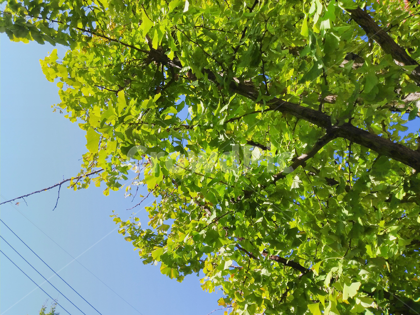 tree,나무,plant,식물,은행나무,은행잎,나뭇가지,하늘,푸른색,가을,계절,fall,autumn,season