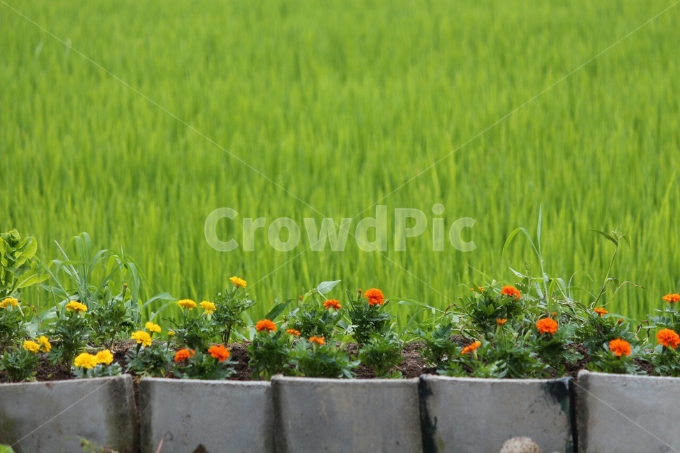 감성,자연,봄,메리골드,들판,꽃,flower,실내용화초,화분,화초,house plant