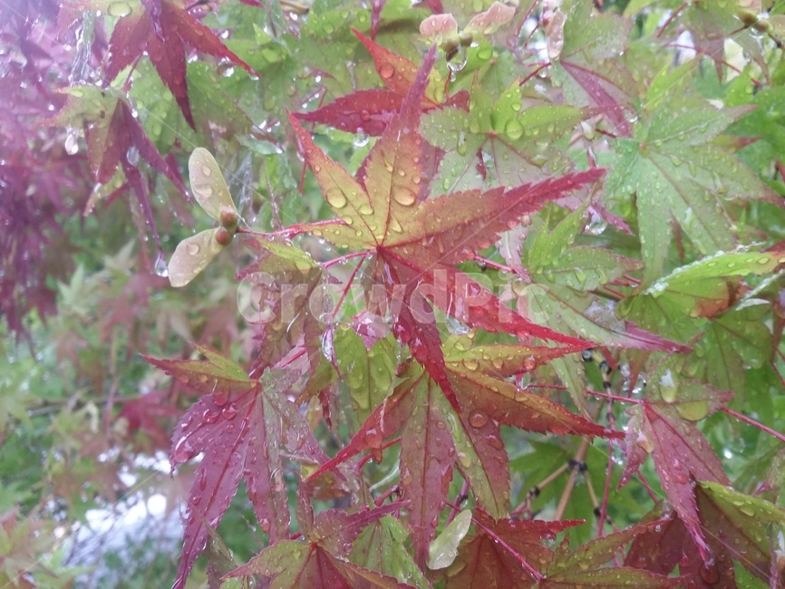 잎,leaf,plant,식물,tree,나무,단풍,식물,자연,plants,nature