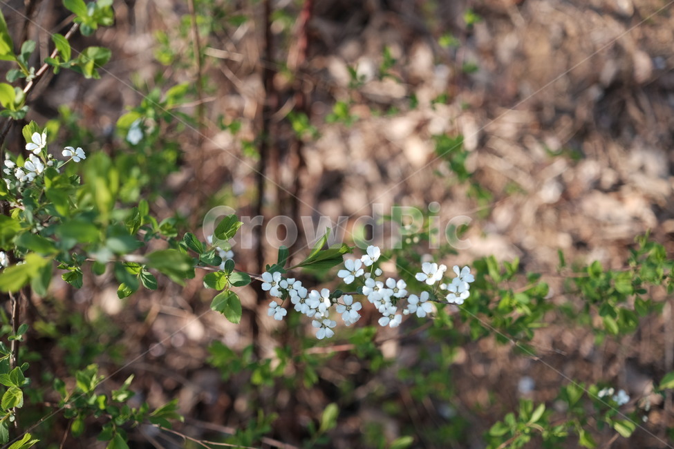plant,식물,꽃,작은꽃,조팝나무,봄