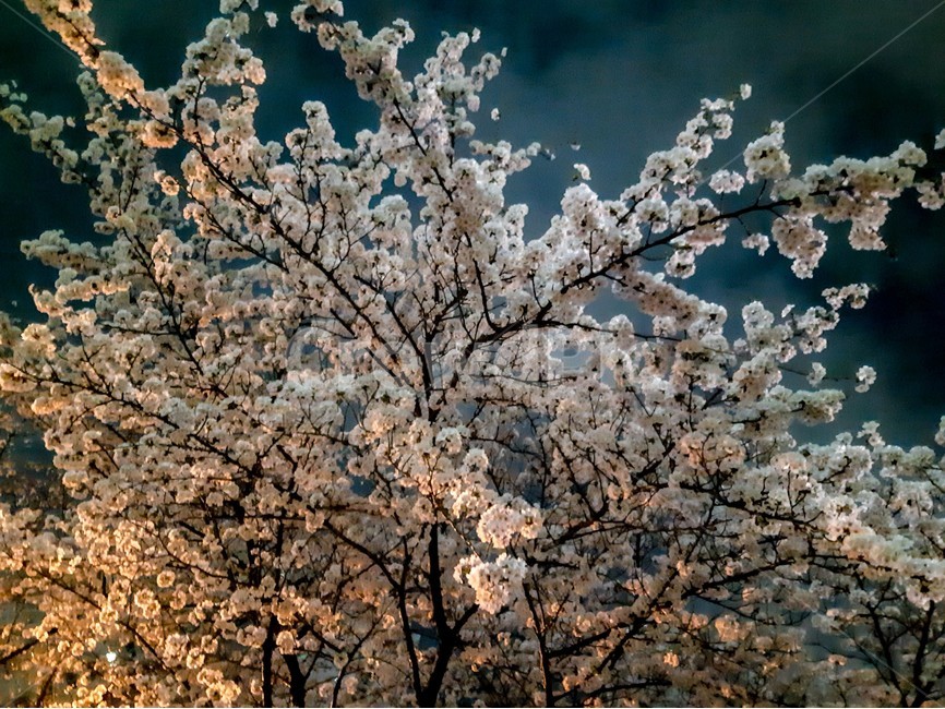 봄,꽃,벚꽃,분홍색,blossom,풍경,자연,나무,꽃잎,봄,계절,spring,season,야경,밤,풍경,nightscape,night,landscape,식물,자연,plants,nature,꽃,flower,나무,trees,wood,plant