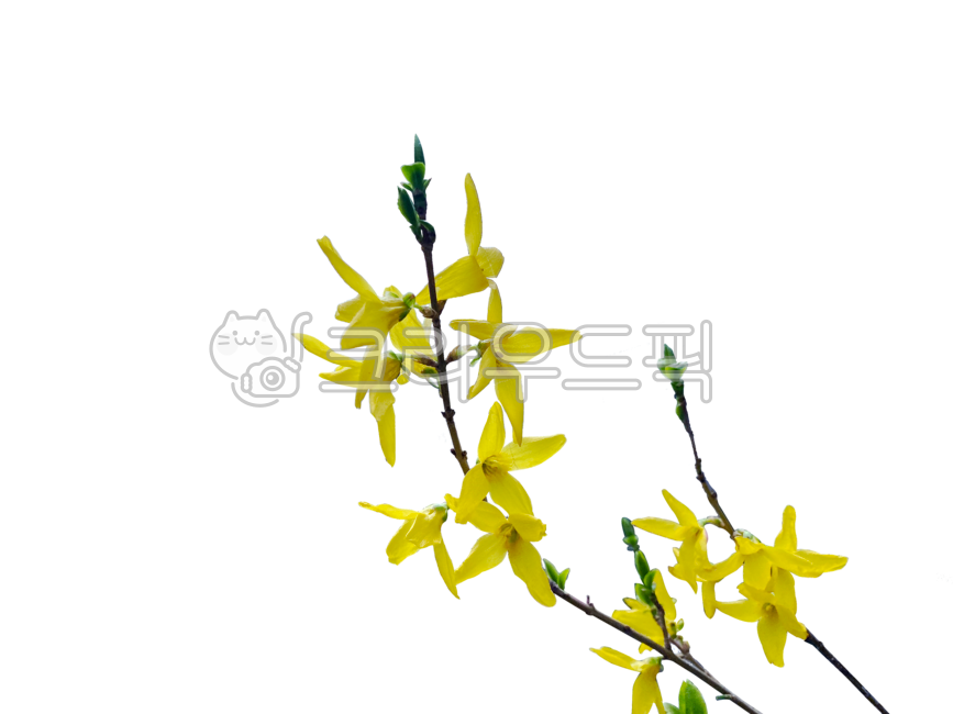 Nukki,yellow,isolated,March,april,spring,spring flowers,springflower,spring day,springtime,nature,transparentbackground,png,tree,march,flower,outdoor,transparent background,forsythia,background,plant