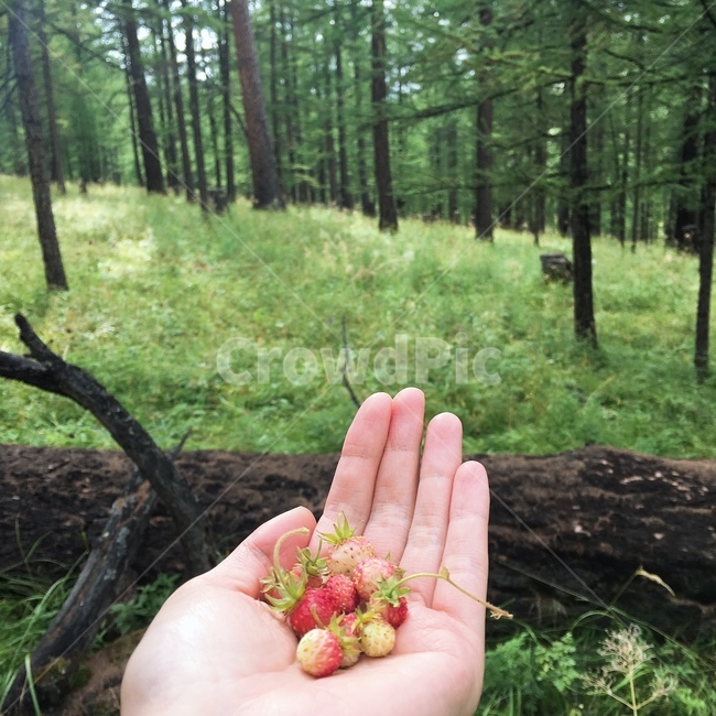 숲,산딸기,자연,초록색,나무,과일,식물,plant