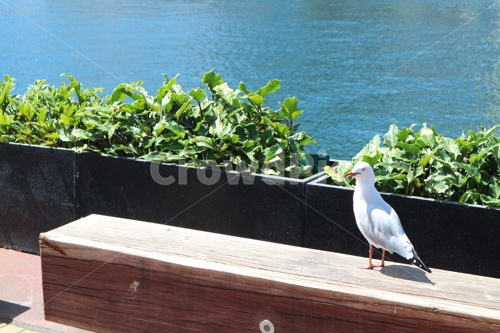 갈매기,의자,화단,바다,자연,공원,호주,시드니,달링하버,seagull,bench,park,nature,동물,animal,조류,새,birds