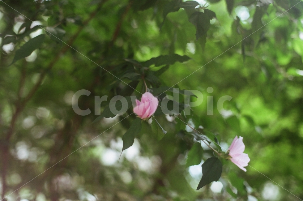 꽃,장미,식물,나무,자연,식물,자연,plants,nature,꽃,flower