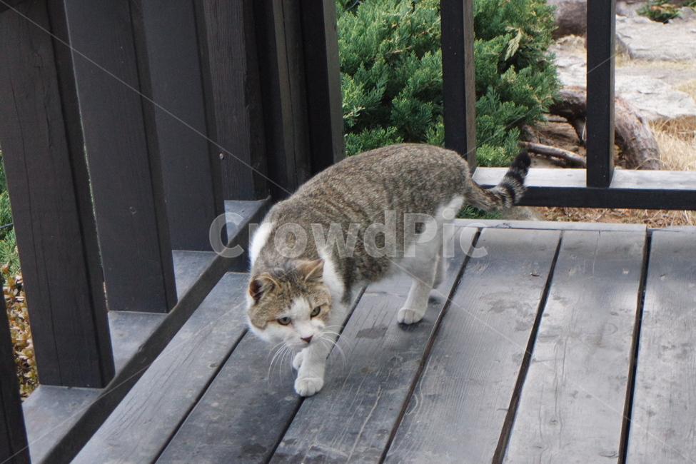 stray cat,cat,spotted cat,animal