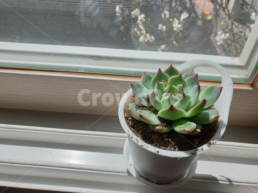 선인장,다육이,화분,화초,홈가드닝,식물,자연,plants,nature,실내용화초,화분,화초,house plant