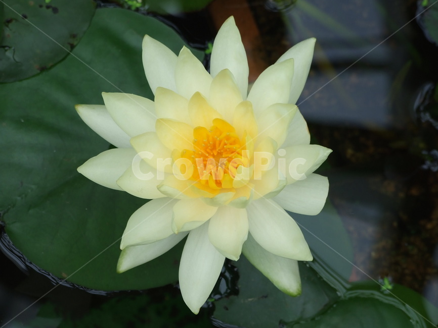 식물,꽃,꽃잎,연꽃,겹꽃,식물,자연,plants,nature,꽃,flower