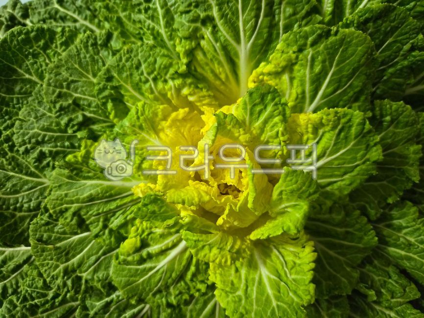 봄동, 배추, 쌈배추, 채소, vegetable, 사진,이미지,일러스트,캘리그라피 - 전나은작가