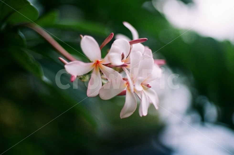 식물,꽃,필름,카메라,니콘,식물,자연,plants,nature,꽃,flower,감성,sensible,feeling