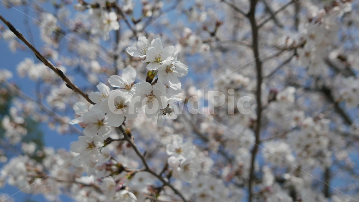 spring,blossom,flower,봄,벚꽃,꽃송이,꽃,감성