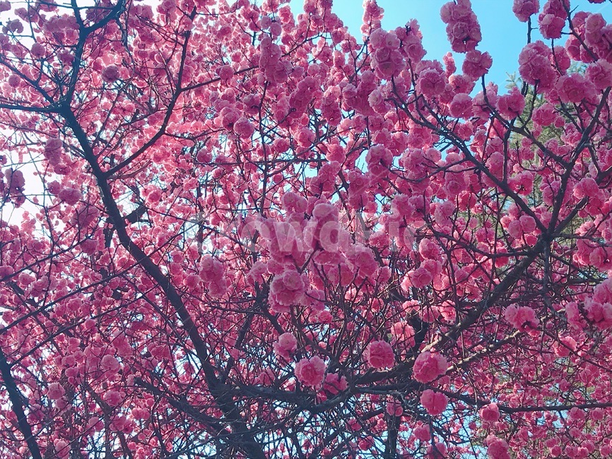 배경,풍경,봄,꽃,벚꽃,흩날리는,spring,flower,식물,자연,plants,nature,꽃,flower