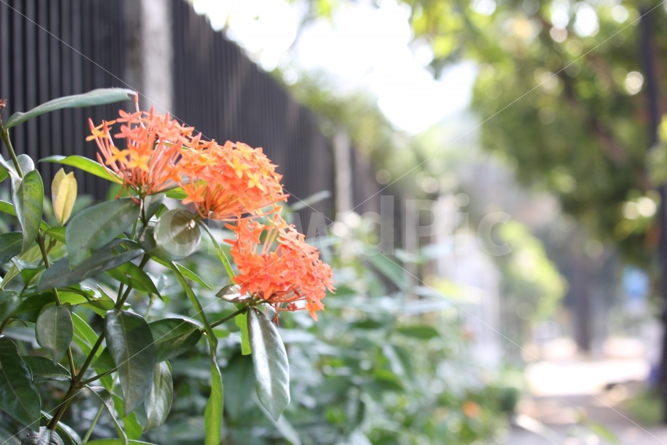 꽃,나무,정원,식물,마당,자카르타,인도네시아,아시아,경관,경치,자연,flower,tree,plant,garden,jakarta,indonesia,landscape,nature,scenery,scene,view,식물,자연,plants,nature,꽃,flower