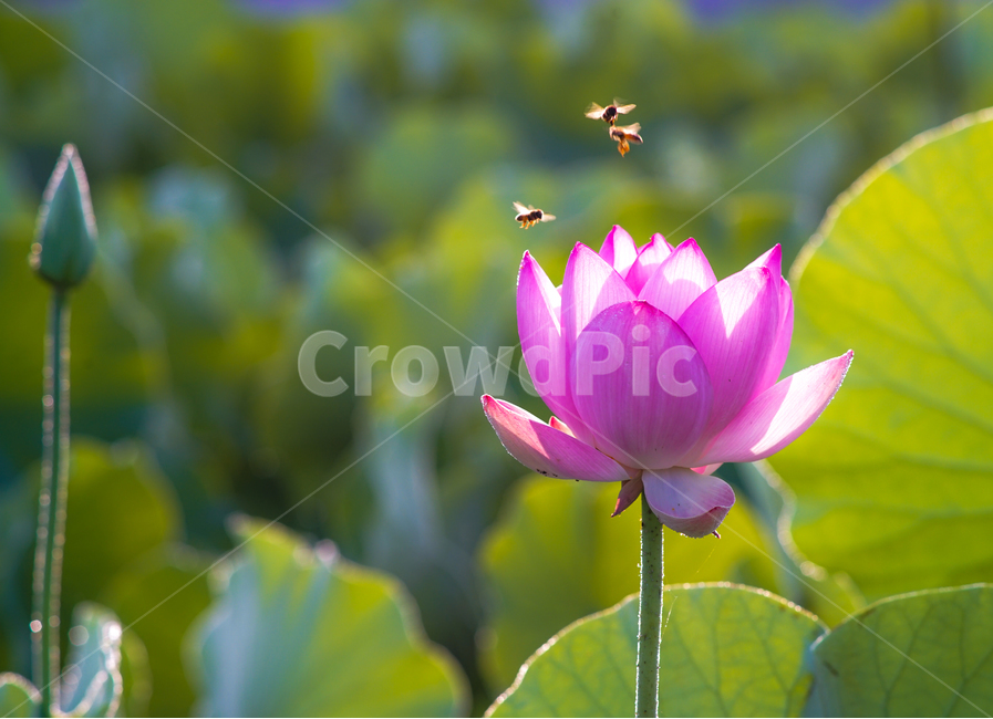 연,연밭,연꽃,꽃,수생,식물,연잎,식물,자연,plants,nature,꽃,flower,동물,animal,곤충,벌레,insect,bug