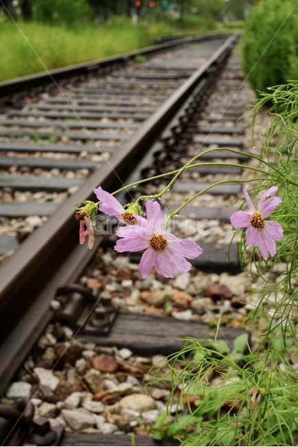열차,기차,철로,코스모스,야생화,train,rail
