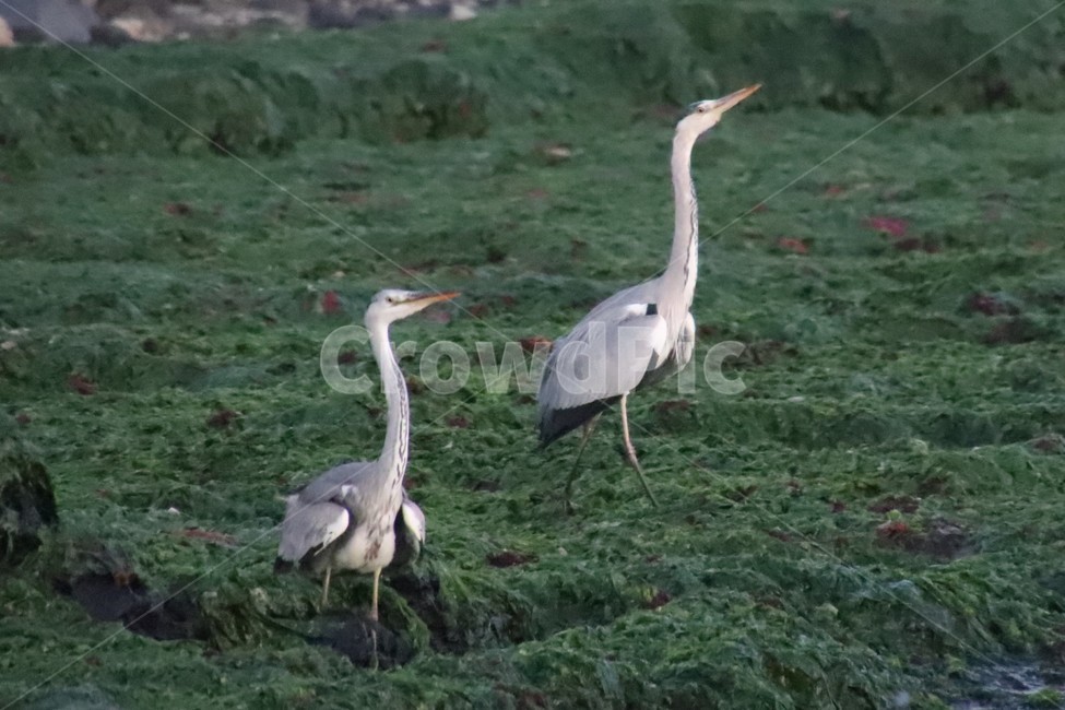 새,동물,animal,bird,물새,동물,animal,조류,새,birds