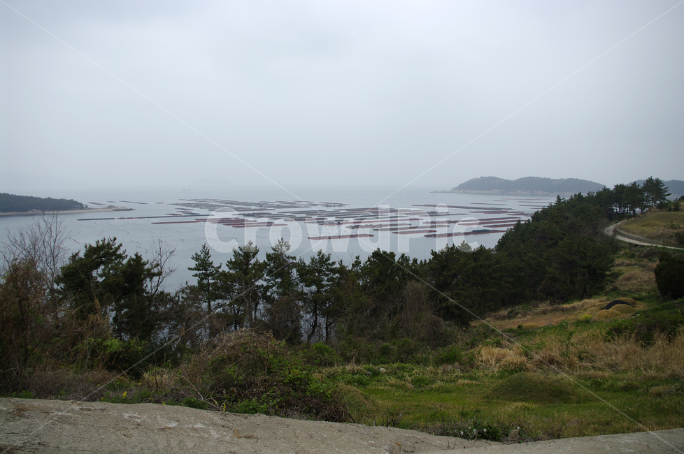 나무,소나무,식물,plant,자연,nature,섬,바다,풍경,자연,풍경,nature,landscape,산업,industry,industrial,어업,fishery,fishing industry,tree,fir,전나무,conifer,구과 식물