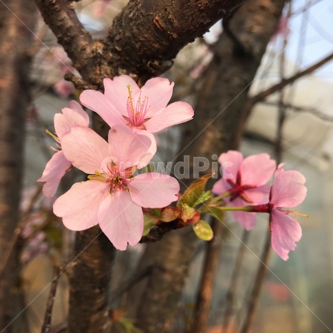 벚꽃,꽃,봄,분홍색,핑크색,나무,자연,식물,flower,식물,자연,plants,nature,꽃,flower