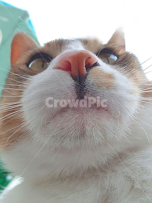 고양이,냥이,고양이셀카,근접샷,솜뭉치