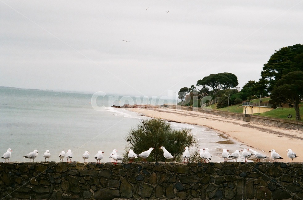 새,자연,동물,잔디,필름사진,필름,갈매기,하얀,초록,bird,seagull,white,filmphotography,바다,해변