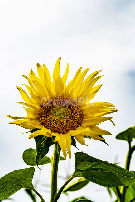 해바라기,속씨식물,향일화,조일화,관상용식물,태양의꽃,기다림,감성,일년생식물,자연