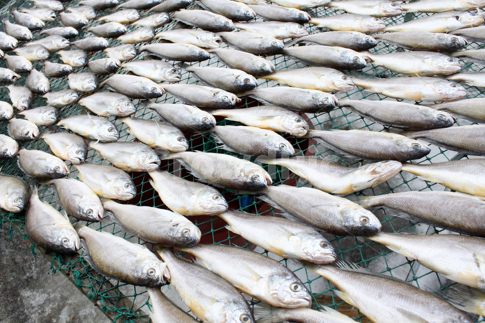 조기,물고기,생선,말린조기,수산시장,수산물,해산물,fishery products,seafood