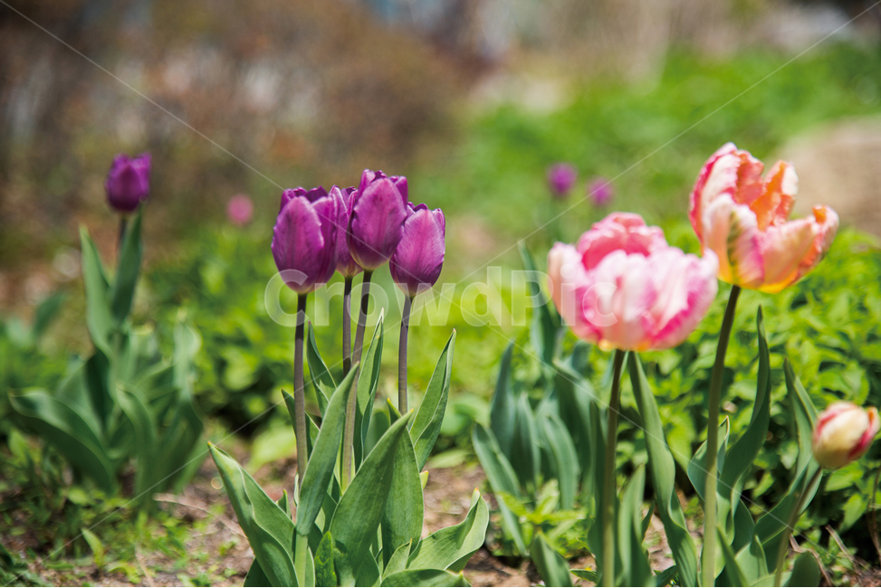 spring flowers,spring,Tulip,plant,garen,garden,flower