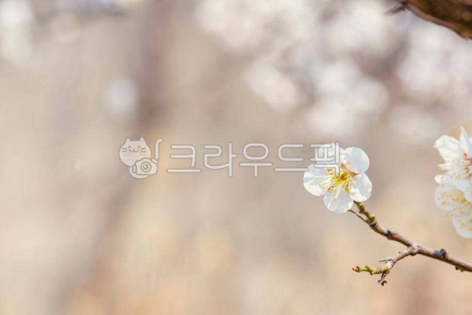 close up,Spring news,nature,tree branch,flowering,flower,spring,White,outdoors,plant,season,plum blossom