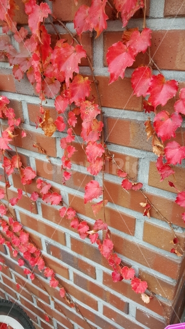 담쟁이,가을,붉은색,역경,식물,가을,계절,fall,autumn,season,식물,자연,plants,nature,leaf,잎,plant