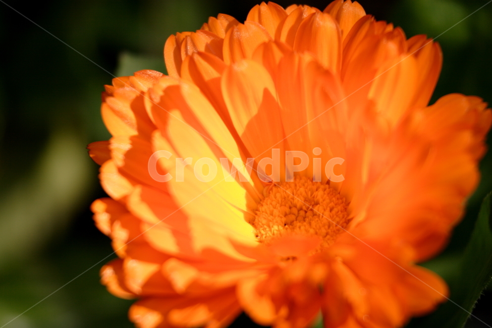 plant,식물,화분,금잔화,접사,calendula,실망,비애