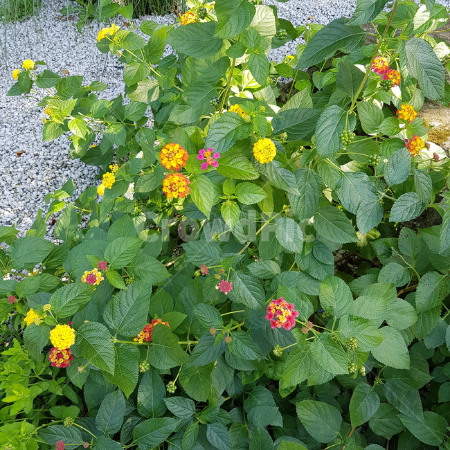 꽃,flower,잎,leaf,식물,식물,자연,plants,nature,꽃,flower