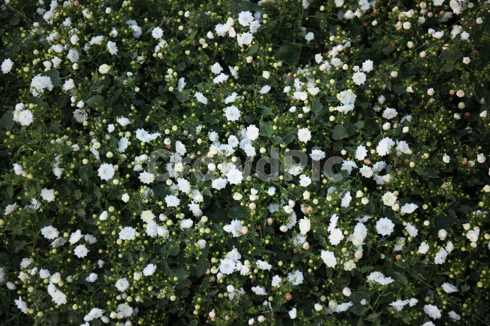 꽃,꽃밭,화훼,플라워,flower,flowergarden