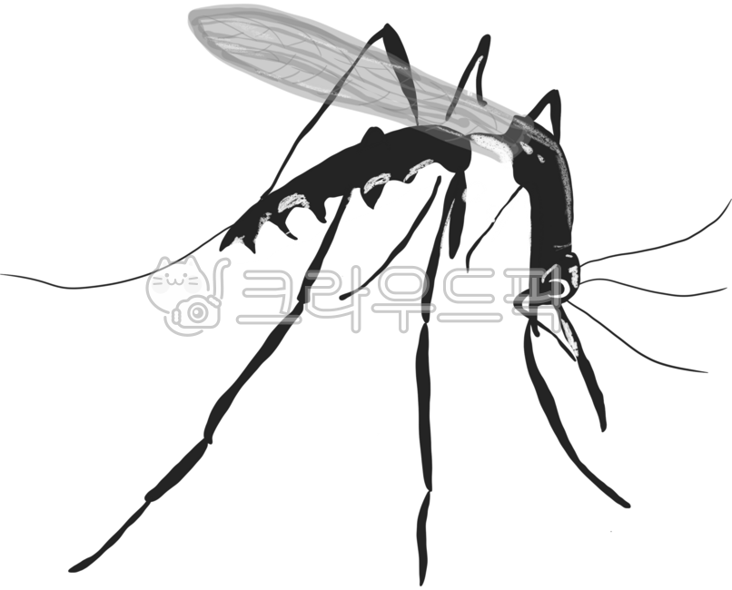 모기,곤충,여름모기,산모기,흡혈