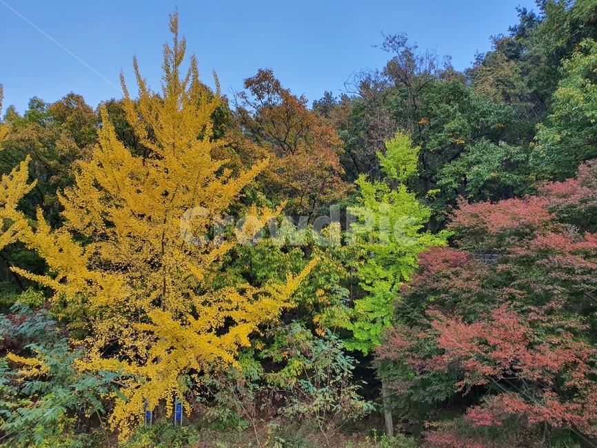 nature,자연,단풍,산,가을,autumn,단풍나무,가을산,계절,tree,나무,풍경,가을,계절,fall,autumn,season,식물,자연,plants,nature,나무,trees,wood