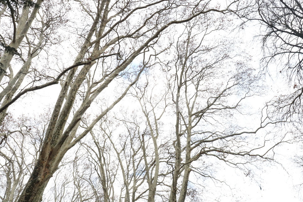 나무,숲,앙상한,어두움,자연,식물,자연,plants,nature,나무,trees,wood