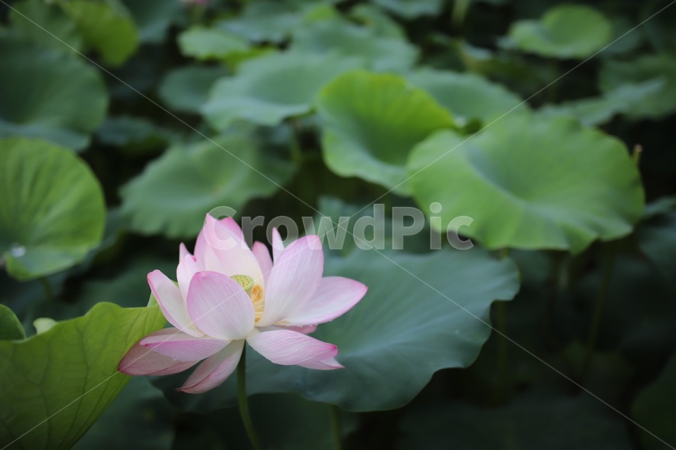 꽃,연꽃,호수,분홍,초록,식물,자연,plants,nature,꽃,flower