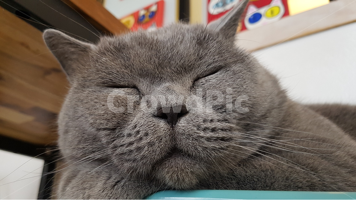 cat,animal,냥이,낮잠,kitten,kitty,애완동물,털,반려묘,동물,animal,포유류,mammal,고양이,cat,kitten,kitty