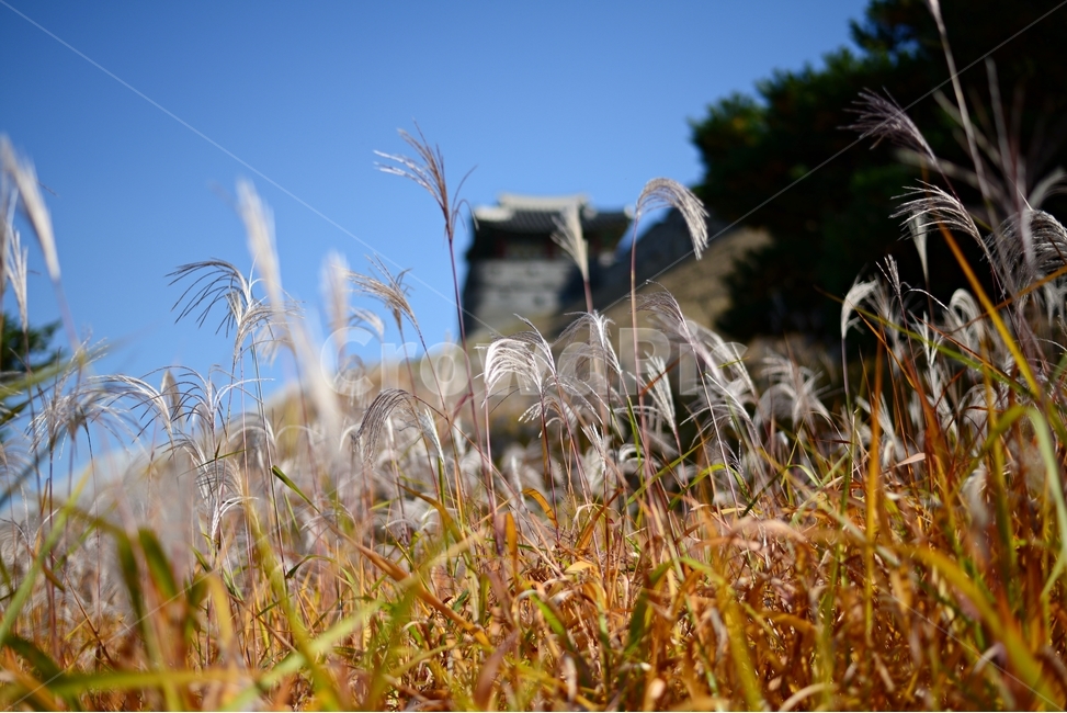 수원화성,갈대,가을,자연,풍경,가을,계절,fall,autumn,season,grass,잔디,plant,식물