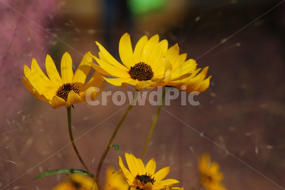 금개국,감성사진,꽃,봄,노랑,식물,자연,plants,nature,꽃,flower