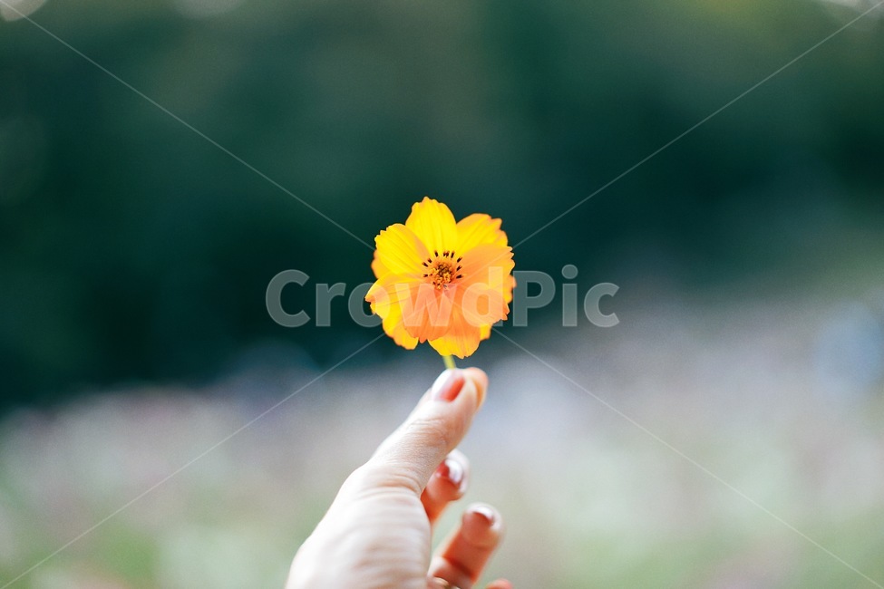 황화코스모스,꽃,가을,코스모스,손,flower,식물,자연,fall,autumn,계절,가을,계절,fall,autumn,season,식물,자연,plants,nature,꽃,flower,감성,sensible,feeling