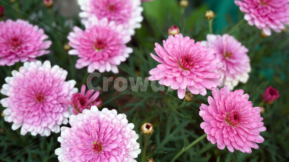 꽃,이슬,봄,flower,자연,개화,spring,봄,계절,spring,season,식물,자연,plants,nature,꽃,flower,plant,blossom,dahlia,달리아