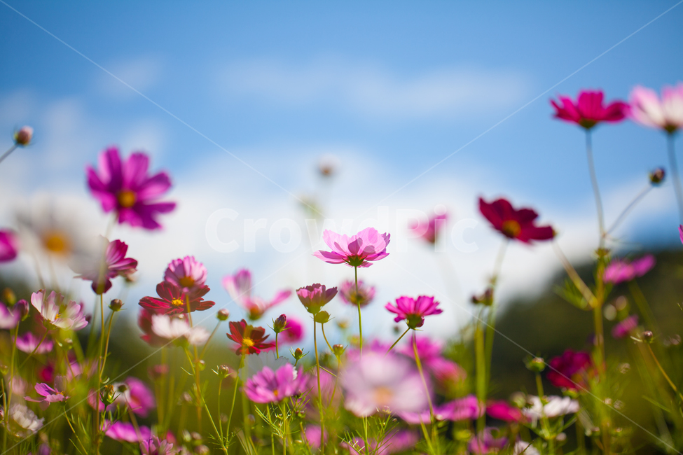 꽃,코스모스,식물,들꽃,가을,flower,가을,계절,fall,autumn,season,식물,자연,plants,nature,꽃,flower,geranium,제라늄,plant,blossom,spring,봄